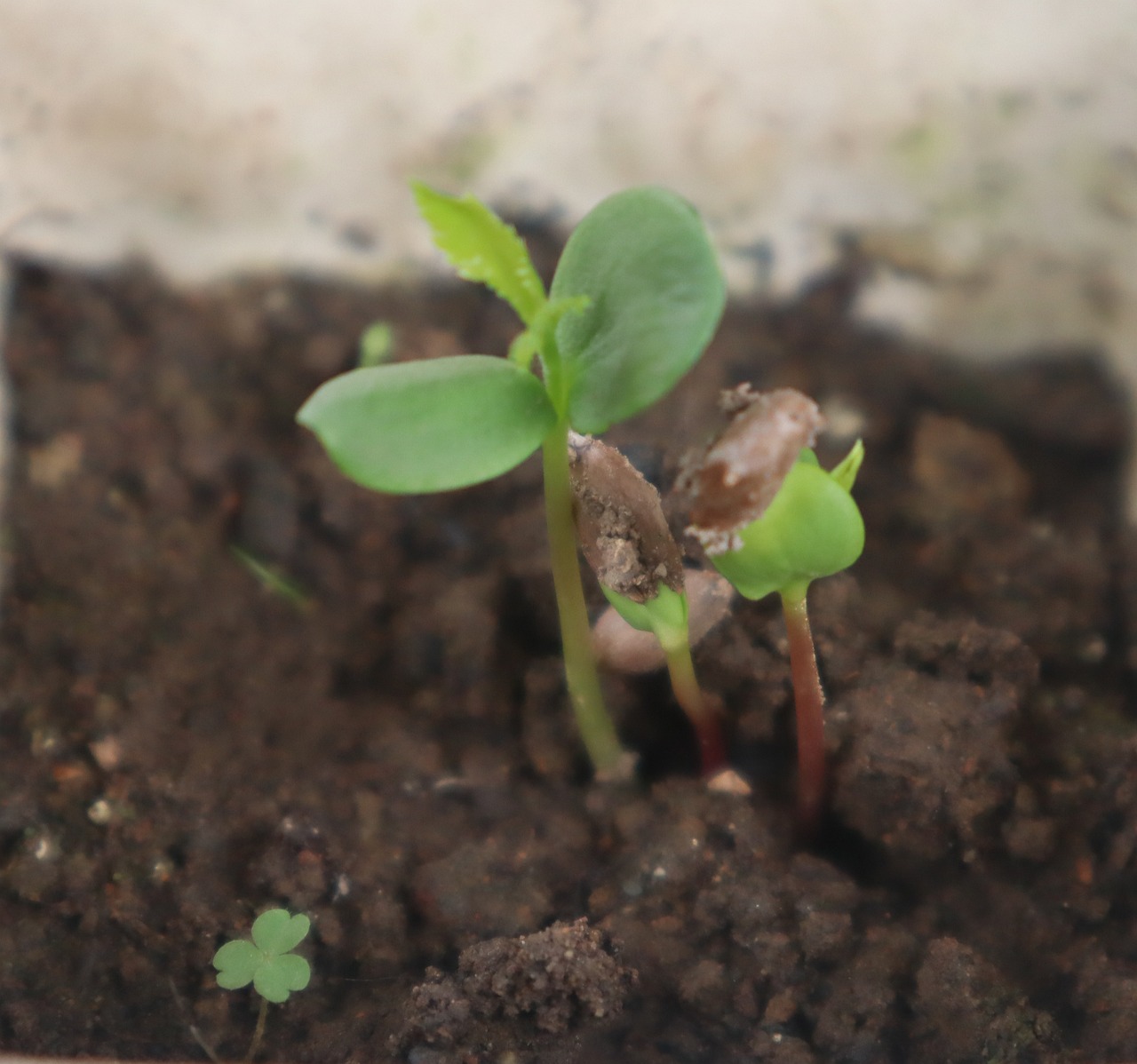 Sadzenie drzew Sadzenie drzew